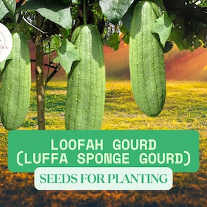 20 Loofah Gourd Seeds – Grow Luffa Sponge Gourd – Edible Exotic Vegetable & Natural Sponge – Heirloom Seeds