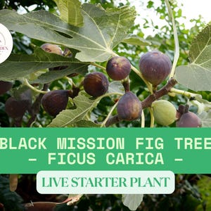 1 Black Mission Fig Live Starter Plant 12–14” Tall – Ficus carica Fruit Tree Starter – Sweet Purple Figs – Easy Grower for Garden or Pot
