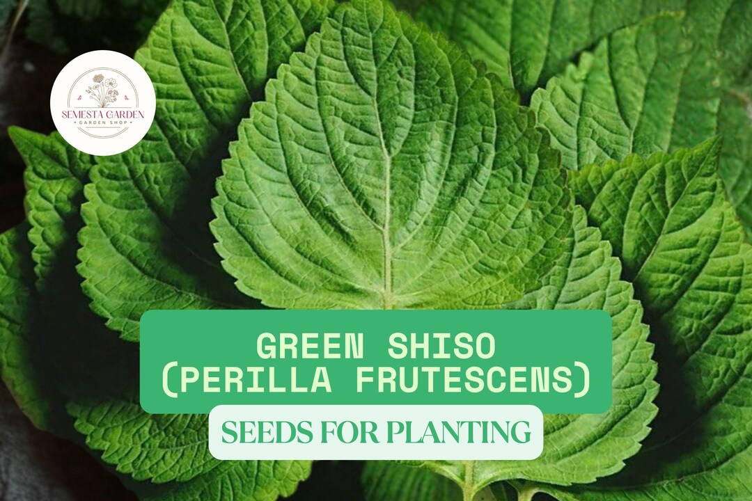 200 Green Shiso Seeds for Planting  Perilla Frutescens  Japanese Herb  With Tangy Flavor  Grow for Sushi, Garnish, and Herbal Tea - Etsy