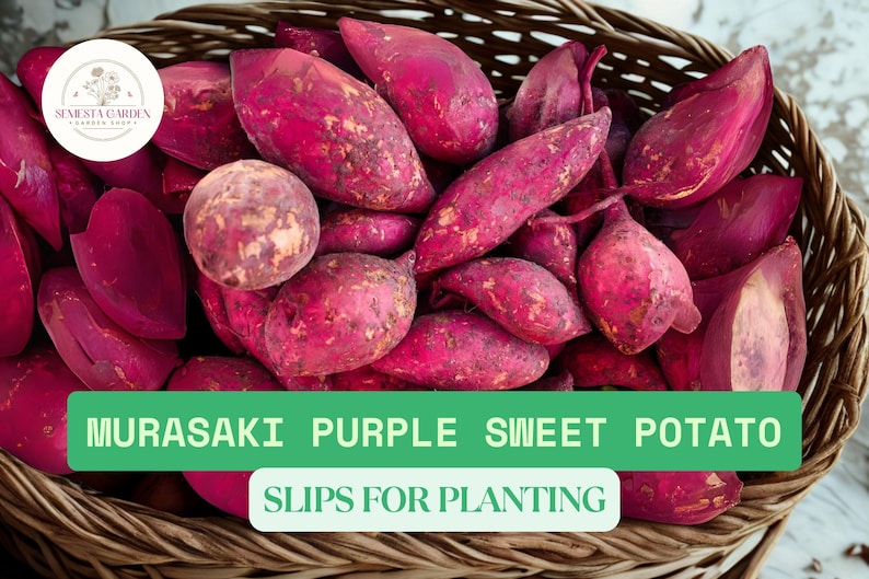 SemestaGarden Murasaki Sweet Potato Slips - Thumbnail 4