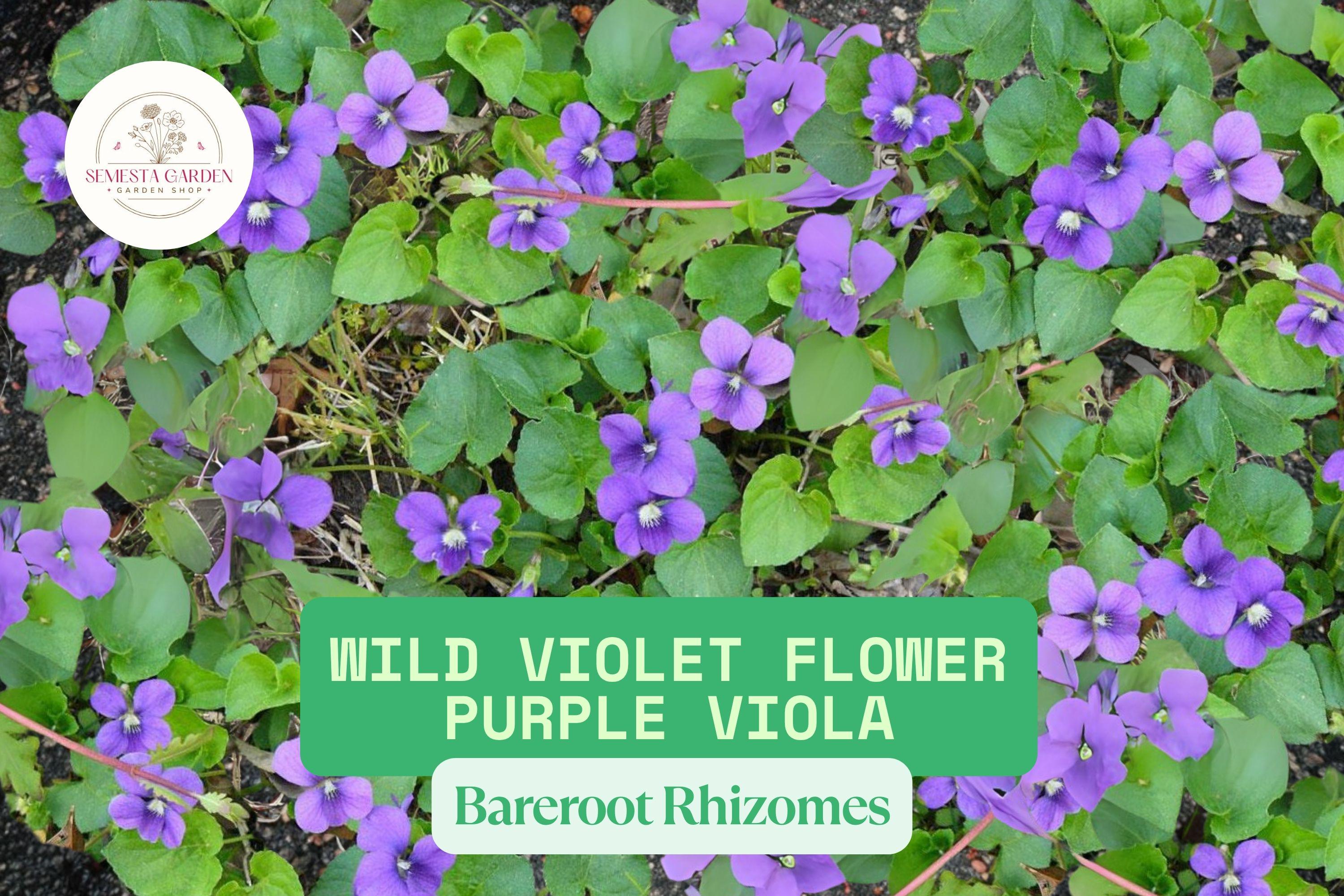 Wild Violet Flower Plants | Purple Viola Bareroot Rhizomes, Hardy