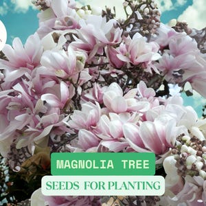 10 Magnolia Tree Seeds – Pink and White Flowering Tree Seeds, Beautiful Ornamental Blooms, Fragrant & Hardy, DIY Growing