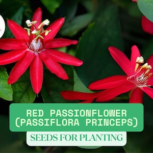 10 Red Passionflower Seeds for Planting | Passiflora princeps | Tropical Ornamental Vine | Red Climbing Flower | Garden Trellis Plant