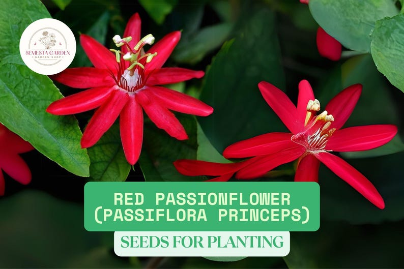 K&ouml;nnte beinhalten: Nahaufnahme von leuchtend roten Passionsblumen mit markanten Bl&uuml;tenbl&auml;ttern und komplizierten Zentren, vor dem Hintergrund &uuml;ppigen gr&uuml;nen Laubs. Das Bild enth&auml;lt den Text "RED PASSIONFLOWER (PASSIFLORA PRINCEPS) SEEDS FOR PLANTING".