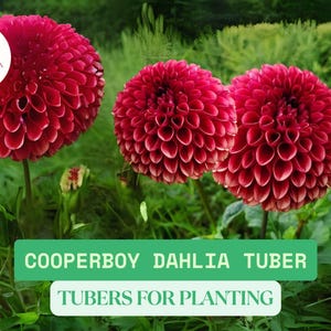Cooperboy Dahlia Tubers | Large Decorative Dahlia | Bold Blooms | Cut Flower Favorite | Easy to Grow Summer Garden Plant