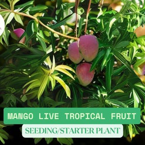 1 Mango Live Tropical Fruit Tree in a Cup | 6”-9” Seedling Mango Plant for Growing | Tropical Fruit Tree Starter | Home Garden Mango