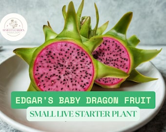 1 Edgar's Baby Dragon Fruit Rooted Cutting – Hylocereus Hybrid – 4–5” Tall – Exotic Sweet Cactus Fruit Plant
