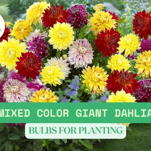 Mixed Color Giant Dahlia Bulbs – 5 Flower Tubers – Assorted Bold Blooms for Garden Borders, Containers, or Cut Flower Beds