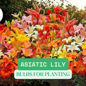 10 Asiatic Lily Bulbs for Planting – Colorful Border Lilies – Easy-to-Grow Perennial Flowers – Summer Blooms – Mixed Colors