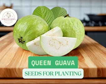 Queen Guava Seeds – Large White Seedless Guava (Psidium guajava) – 10 Tropical Fruit Seeds for Planting, Rare Garden Variety