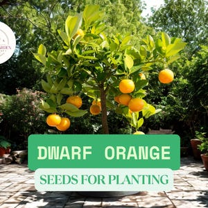 10 Dwarf Orange Seeds – Hardy Orange Seeds for Planting – Cold-Tolerant Citrus, Compact Fruit Tree, Easy to Grow Indoors or Outdoors