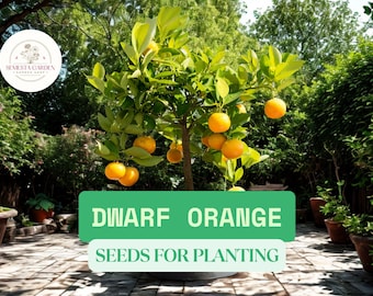 May include: A dwarf orange tree laden with ripe, orange fruit. The tree is surrounded by lush green foliage and is set against a backdrop of other plants. The image includes the text "DWARF ORANGE SEEDS FOR PLANTING".