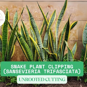 2 Small Unrooted Snake Plant Clippings –  Mother-In-Law&#39;s Tongue Cuttings | Easy Indoor Live Plant to Grow