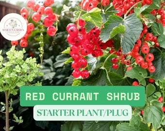 May include: Image of a red currant shrub with vibrant red berries and green leaves. The image includes the text "RED CURRANT SHRUB" and "STARTER PLANT/PLUG". A logo is in the upper left corner.