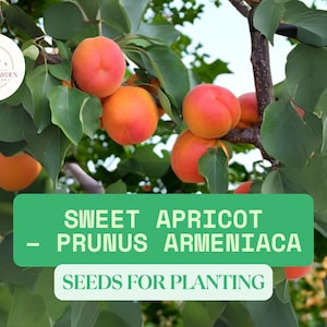 5 Sweet Apricot Seeds for Planting – Prunus armeniaca – Grow Fruit Tree from Seed – Hardy Edible Apricot for Backyard Orchards