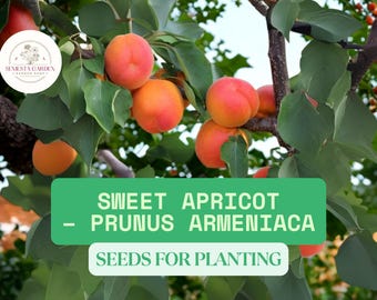 Apricot Seeds - Organic, Heirloom, Open Pollinated, Non GMO - Grow Indoors,  Outdoors, in Pots, Grow Beds, Soil, Hydroponics & Aquaponics - Etsy