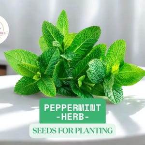Peppermint Herb Seeds 30mg (Mentha × piperita) – Heirloom Mint, Perfect for Tea & Cooking | Fragrant Perennial Herb for Pots and Garden