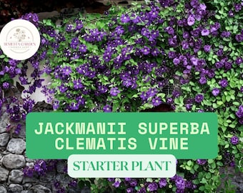 Clematis Jackmanii Live Plant 2.5" Pot – Purple Clematis Vine Starter Plant, Queen of Vines Climbing Flower Plant for Garden Trellis