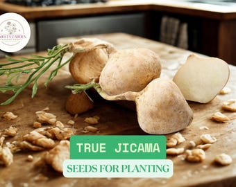 True Jicama Seeds – 5 Seeds for Planting | Heirloom Pachyrhizus Erosus for Home Vegetable Garden | Easy to Grow Warm Climate Root Crop