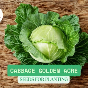 1g Cabbage Golden Acre Seeds – Heirloom Green Cabbage, Early Maturing Compact Heads, NON-GMO Vegetable Seeds for Home Gardening