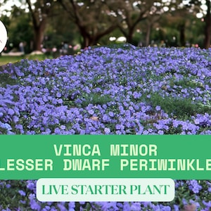 1 Live Vinca Minor Starter Plant in 2.5&quot; Pot – Dwarf Periwinkle Groundcover – Hardy Evergreen Vine – Shade-Loving Perennial