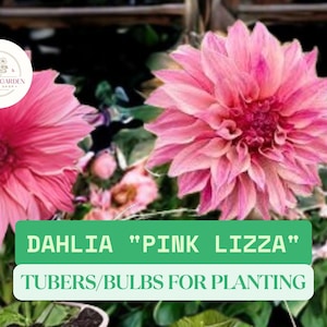 3 Dahlia &quot;Pink Lizza&quot; Tubers – Large Pink Blooms – Decorative Summer Flower – Easy to Grow – Garden or Cutting