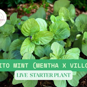 1 Live Mojito Mint Plant – Mentha villosa – Perennial Herb Starter Plant in 3.5&quot; Pot – Garden Fresh for Culinary Use