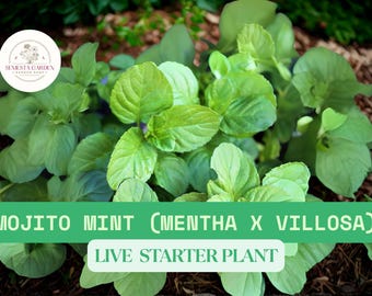 1 Live Mojito Mint Plant – Mentha villosa – Perennial Herb Starter Plant in 3.5" Pot – Garden Fresh for Culinary Use