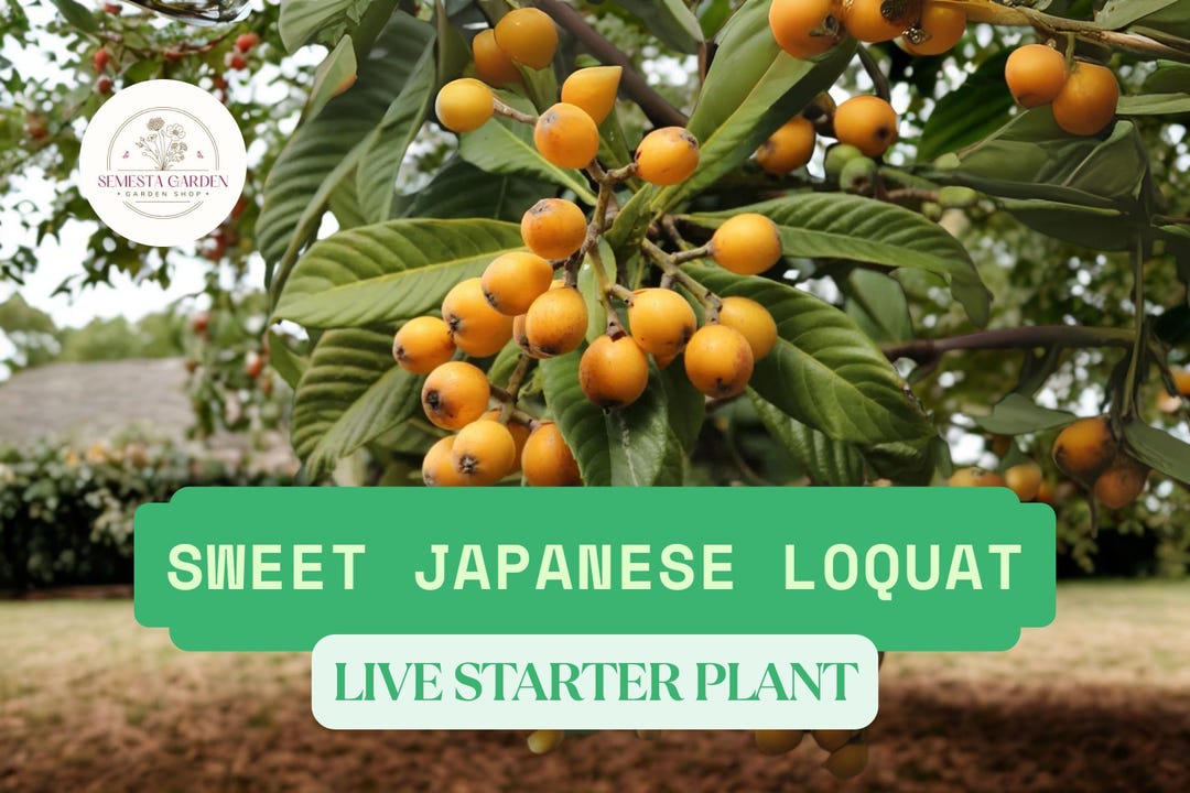 1 Sweet Japanese Loquat Fruit Tree Live Plant – Eriobotrya Japonica 8 ...