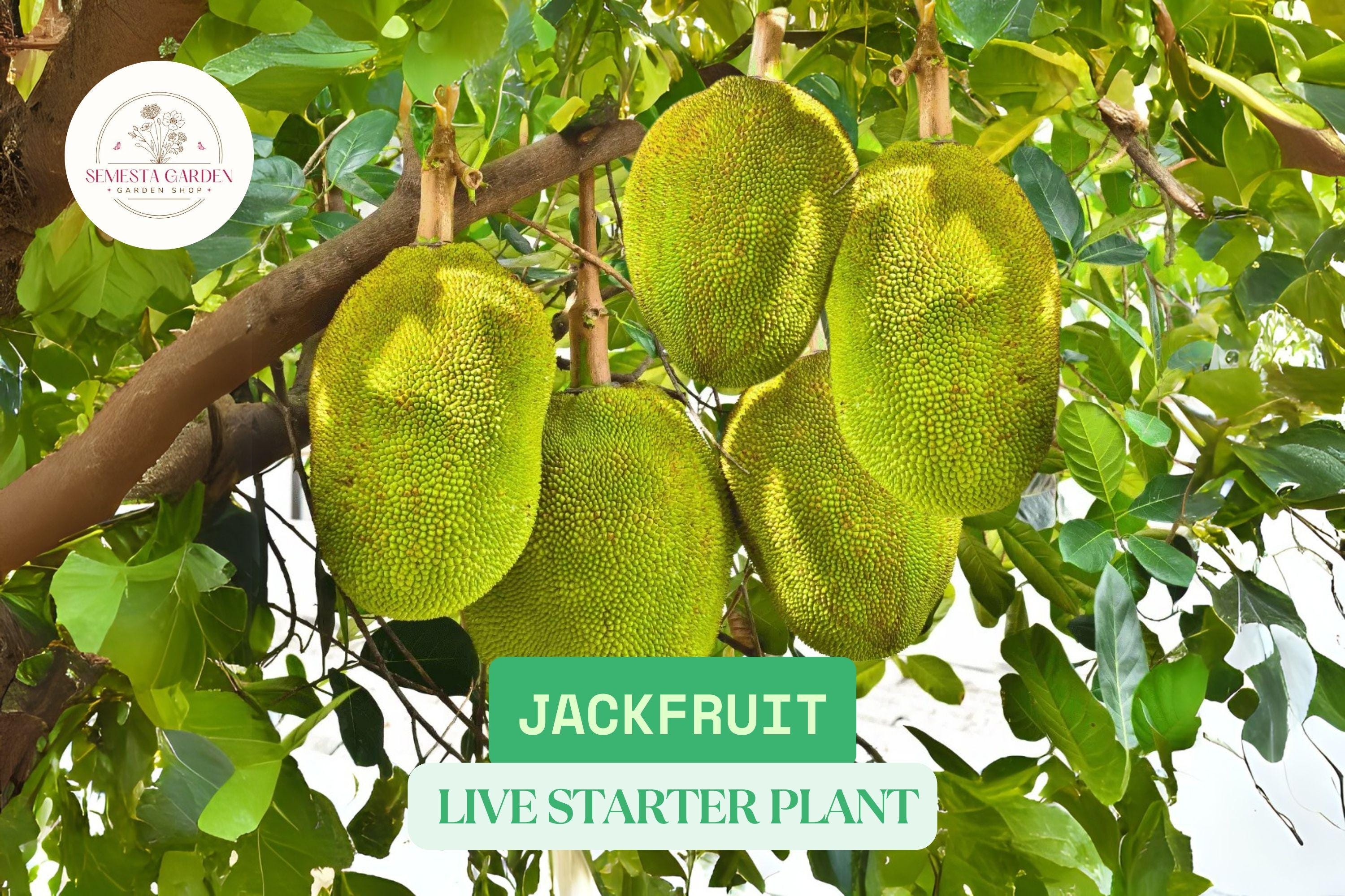 Jackfruit Live Starter Plant | 18–24” Tropical Fruit Tree | Ready
