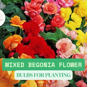 5 Mixed Begonia Bulbs for Planting – Colorful Shade-Loving Flowers – Easy to Grow Tuberous Begonias