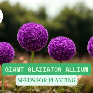 100 Giant Onion Seeds – Allium Giganteum – Edible Herb & Ornamental Flower Seeds