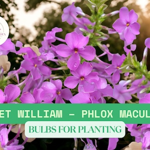 5 Sweet William Bulbs – Phlox maculata – Summer Blooming Fragrant Perennial – Easy to Grow Pollinator Flowers for Garden Beds