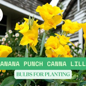 3 Banana Punch Canna Lily Bulbs for Planting – Tropical Flowering Perennial – Bright Yellow Blooms – Easy to Grow Garden Plant