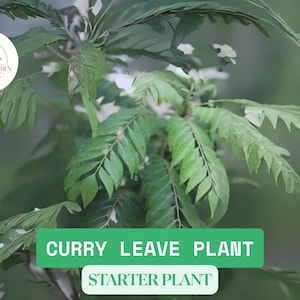 Live Curry Leaf Plant 4&quot;-6&quot; - Fresh Murraya Koenigii Small Starter Plant for Home Garden, Aromatic Herb for Cooking, Organic, Asian Dishes