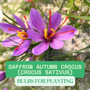 12 Saffron Crocus Bulbs For Planting – Crocus sativus – Fall Blooming Purple Flowers for Garden or Container