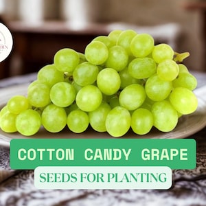 May include: A cluster of green Cotton Candy grapes on a white plate. The image includes the text "Cotton Candy Grape Seeds for Planting" in a green and white banner. A Semesta Garden logo is in the upper left corner.