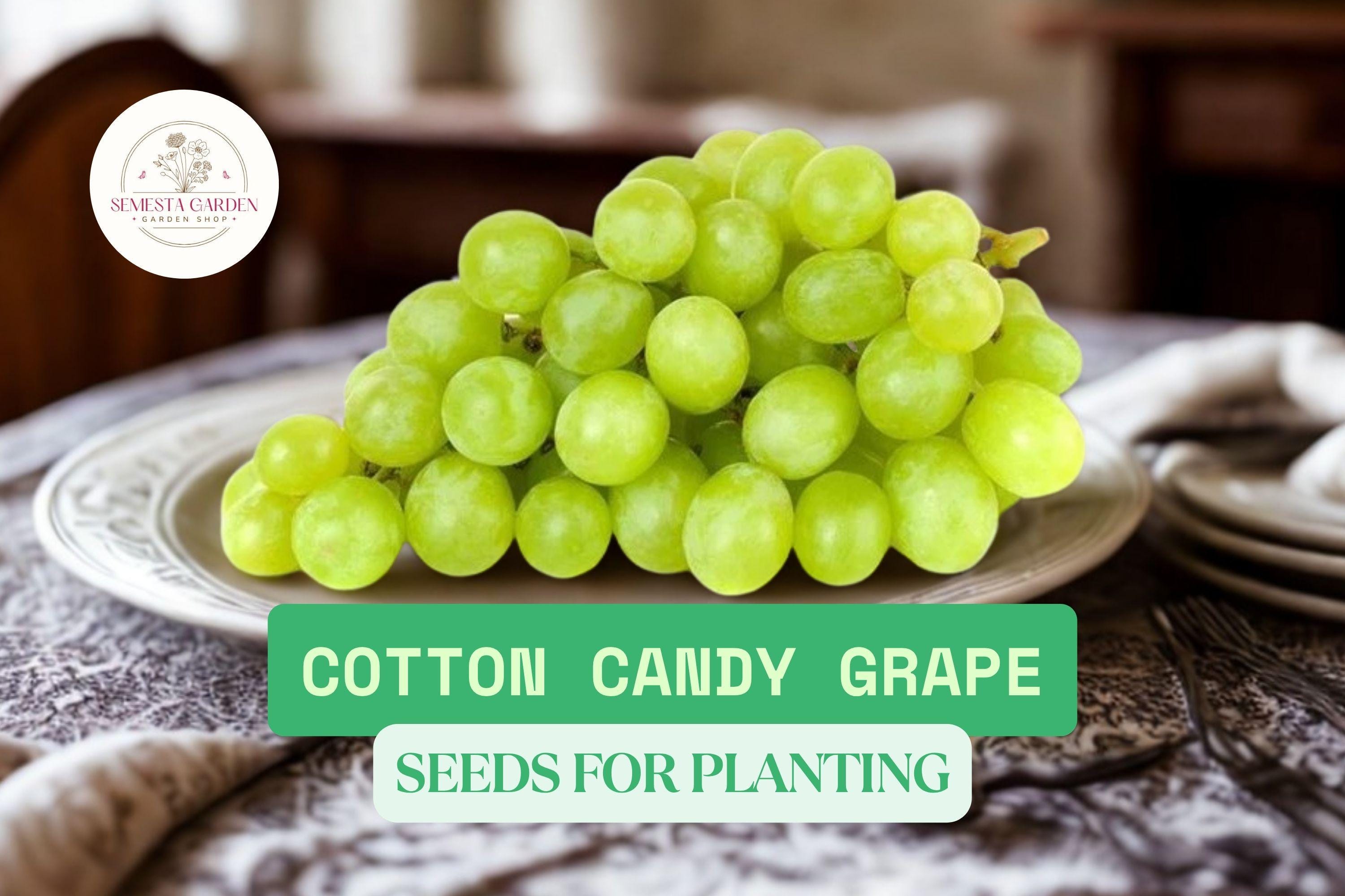 How to Grow Cotton Candy Grapes at Home: Easy Steps for Sweet Success