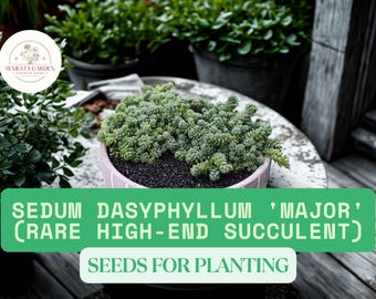 200 pcs Sedum Dasyphyllum ‘Major’ Seeds – Rare High-End Succulent Seeds for Planting, Tiny Frosty Blue Stonecrop Groundcover