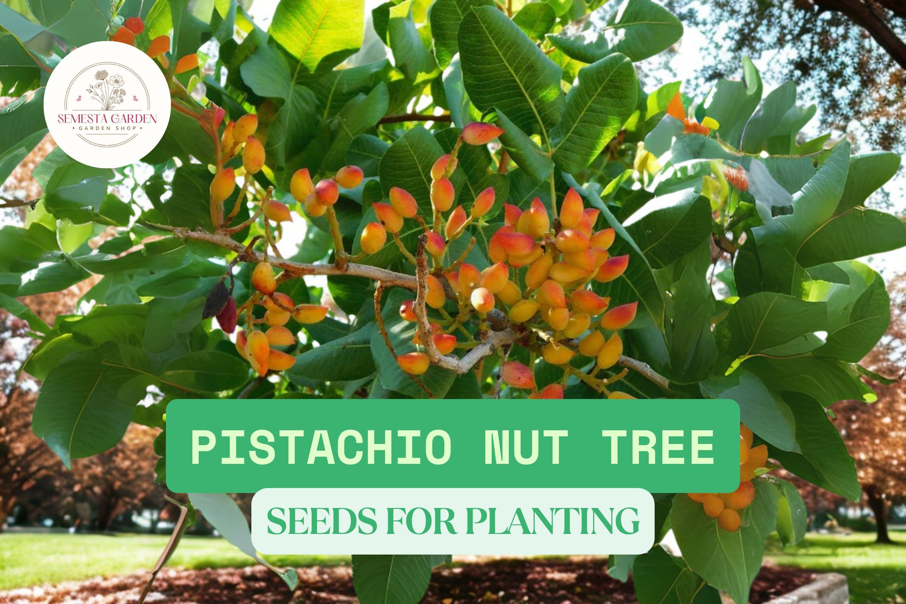 5 Pistachio Tree Seeds  Pistacia Vera  Grow Nut Trees at Home  Fresh  Non-gmo Seeds for Planting - Etsy