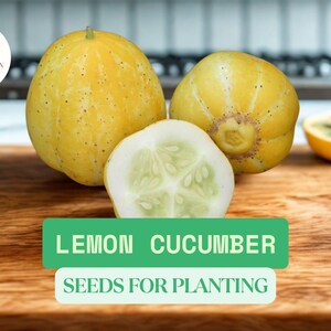 100 Lemon Cucumber Seeds for Planting – Heirloom Round Yellow Cucumber – Cucumis sativus – Non-GMO Vegetable