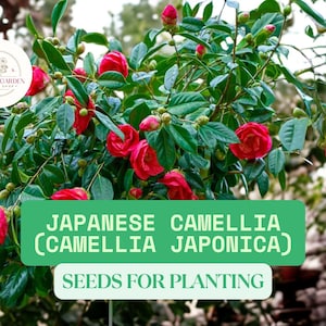 5 Japanese Camellia Seeds for Planting – Camellia Japonica – Ornamental Flowering Shrub – Rare Evergreen Tree for Garden or Patio
