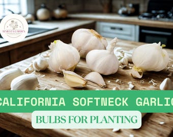Fresh California Softneck Garlic Bulbs – 3 Large Bulbs – Ideal for Planting or Cooking – USA Grown