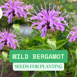 500 Wild Bergamot Bee Balm Seeds for Planting – Perennial Pollinator Flower – Non-GMO Hummingbird Magnet