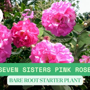 Seven Sisters Pink Rose Climbing Rambler – Live Bareroot Plant 6-10" Tall | Heirloom Rose Starter | Organic Grown | Ready To Grow