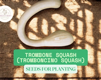 Trombone Squash Seeds – 20 Seeds for Planting – Grow Italian Tromboncino Squash – Climbing Zucchini Type – Garden Vegetable Seeds