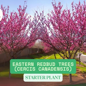 Eastern Redbud Starter Plant (1 Qt) – Live Bare Root Cercis canadensis – Pink Blooms – Native Ornamental Tree
