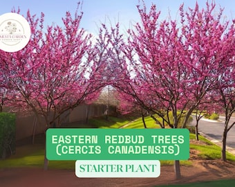 Eastern Redbud Tree Live Starter Plant – Cercis canadensis Flowering Tree, Spring Pink Blooms, Ornamental Garden Tree (Dormant in Winter)