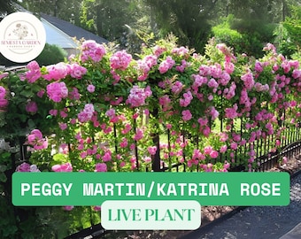 May include: A Peggy Martin or Katrina rose live plant featuring numerous clusters of vibrant pink flowers growing along a black metal fence. The image includes a circular logo for Semesta Garden and text reading PEGGY MARTIN/KATRINA ROSE LIVE PLANT.
