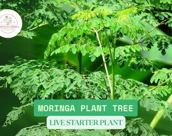 Moringa Tree Starter Plant | Miracle Drumstick, Fast Growing, Live Tropical Tree